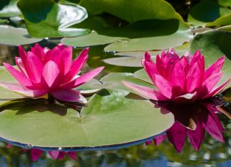 What is rose water What is rose water